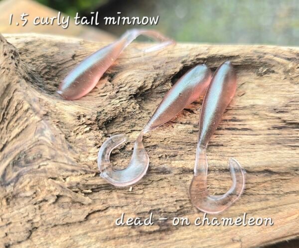 1.5 Curly tail minnow